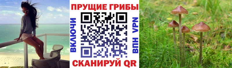 ОМГ ОМГ сайт  Курлово  Псилоцибиновые грибы Cubensis 